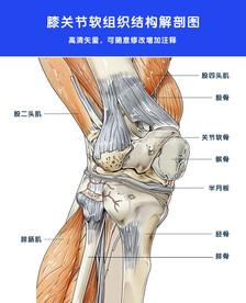 膝关节解剖图