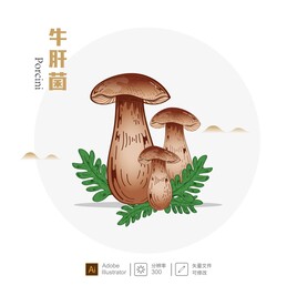 牛肝菌插画