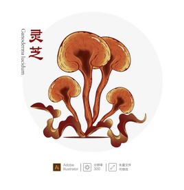 灵芝插画