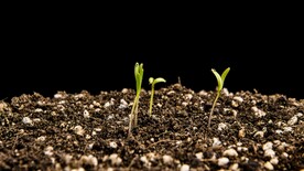 4k记录植物种子发芽过程延时