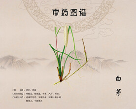 白茅中药白茅