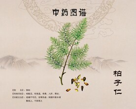 柏子仁侧柏