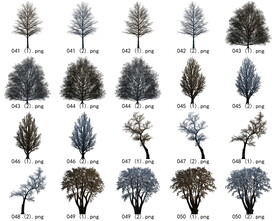 免扣高清景观树枯树雪松素材