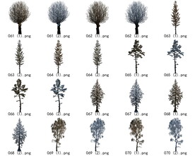 免扣高清景观树枯树雪松素材