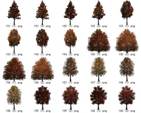 免扣高清景观树枯树雪松素材