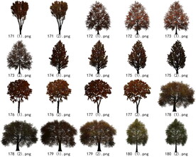 免扣高清景观树枯树雪松素材