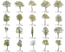 免扣高清景观树开花乔木素材