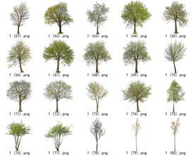 免扣高清景观树开花乔木素材
