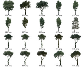 免扣高清景观树国外植物素材