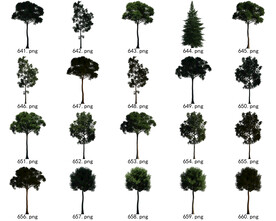 免扣高清景观树国外植物素材