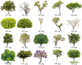 免扣高清景观树常绿乔木素材