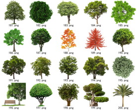 免扣高清景观树常绿乔木素材