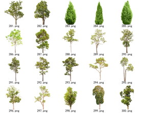 免扣高清景观树常绿乔木素材