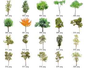 免扣高清景观树常绿乔木素材