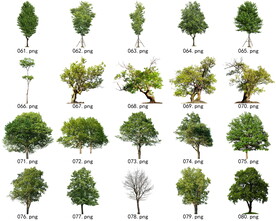 免扣高清景观树常绿乔木素材