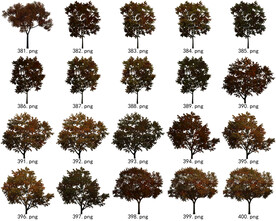 免扣高清景观树常用乔木贴图素材