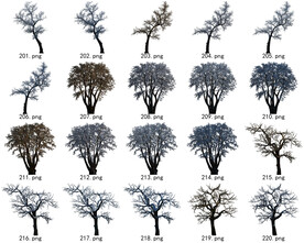 免扣高清景观树常用乔木贴图素材