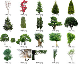 免扣高清景观树常用乔木贴图素材
