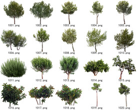 免扣高清景观树常用乔木贴图素材