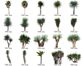 免扣高清景观树常用乔木贴图素材