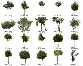 免扣高清景观树常用乔木贴图素材