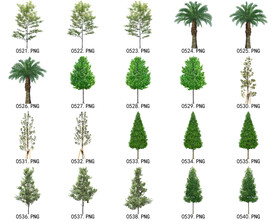 免扣高清景观树常用乔木贴图素材