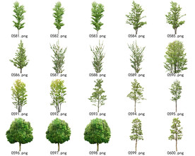 免扣高清景观树常用乔木贴图素材