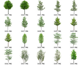 免扣高清景观树常用乔木贴图素材