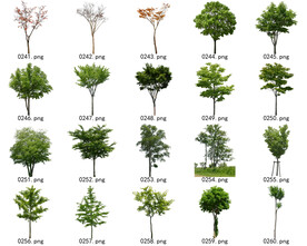 免扣高清景观树常用乔木贴图素材