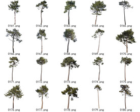 免扣高清景观树常用乔木贴图素材