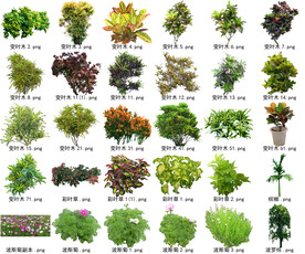 高清树木花卉绿植免抠贴图素材 