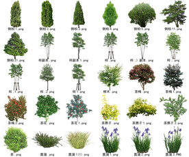 高清树木花卉绿植免抠贴图素材 