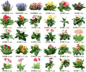 高清树木花卉绿植免抠贴图素材 