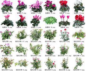 高清树木花卉绿植免抠贴图素材 