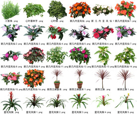 高清树木花卉绿植免抠贴图素材 