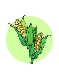 手绘矢量玉米苞谷免抠
