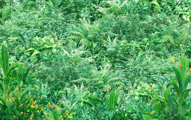 3d热带植物花鸟背景墙