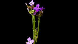 欧亚香花芥花开