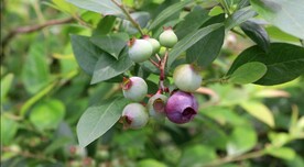 蓝莓成熟前