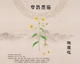 旋复花旋覆花