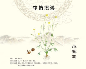 小毛茛