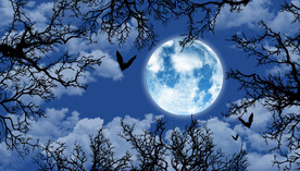 蓝天白云 月亮 树枝