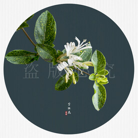 药用植物