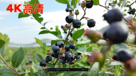 蓝莓果树 蓝莓果成熟 蓝莓挂枝