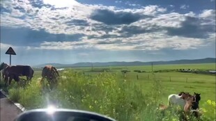 内蒙古呼伦贝尔大草原牛羊群