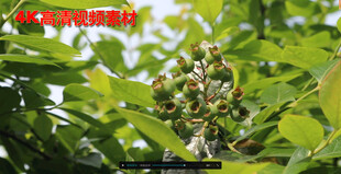 乡村产业振兴水果园实拍