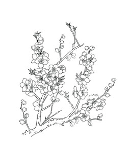 梅花线稿图