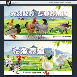 家禽海报