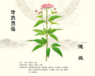 佩兰中草药佩兰