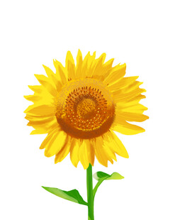 手绘向日葵 